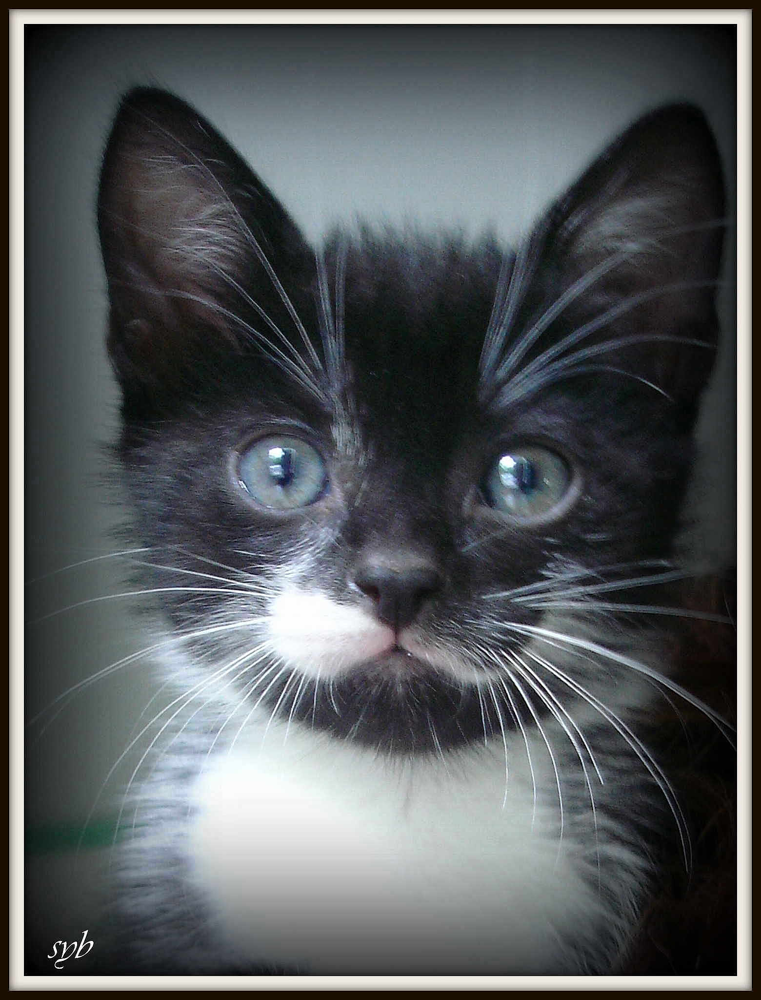 Canaille a rejoint le concours — aidez-le/la à gagner de superbes lots !