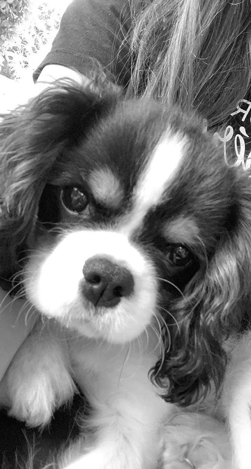 Snickers a rejoint le concours — aidez-le/la à gagner de superbes lots ! bored, canidae, carnivore, companion_dog, dog, dog_breed, fur, head, king_charles_spaniel, liver, monochrome, monochrome_photography, snout, sporting_group, style, terrestrial_animal, toy_dog, whiskers, white, working_animal