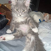 Twinkle Toes joined the competition — help win amazing prizes! animal, bed, blanket, cat, cozy, curious, cute, ears, feline, fluffy, fur, gray_cat, indoor, kitten, pet, relaxed, resting, whiskers, white_paws, young_cat