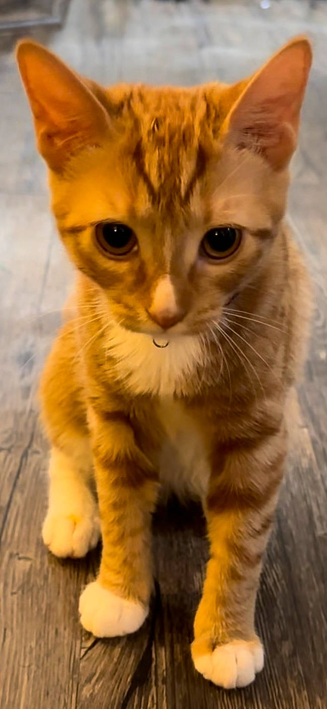 Bonbon is registered to the contest to win money with this photo: carnivore, cat, claw, close_up, domestic_short_haired_cat, eye, fawn, felidae, fur, paw, small_to_medium_sized_cats, snout, tail, terrestrial_animal, whiskers, wildlife, window