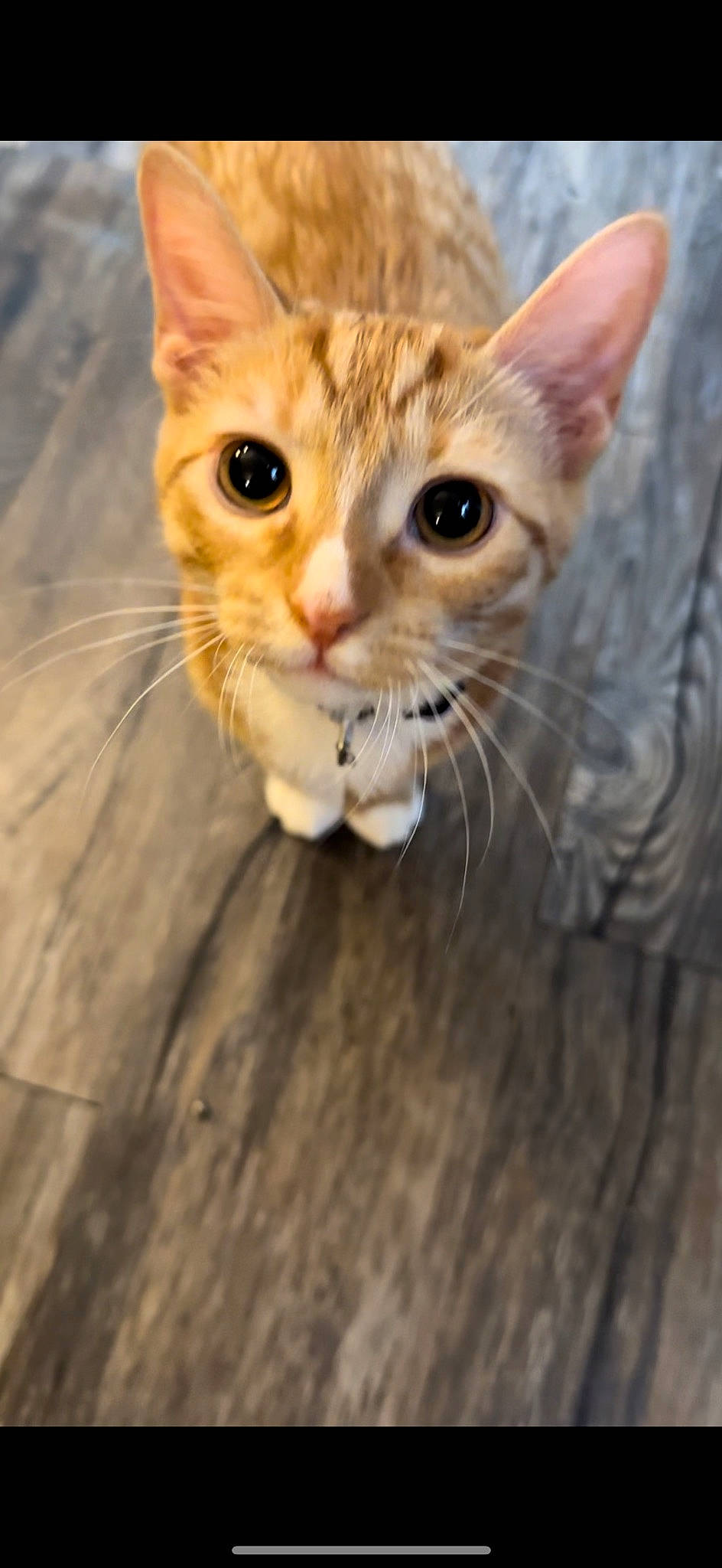 Bonbon is registered to the contest to win money with this photo: carnivore, cat, claw, domestic_short_haired_cat, ear, fawn, felidae, foot, fur, paw, small_to_medium_sized_cats, snout, terrestrial_animal, whiskers, wildlife, wood