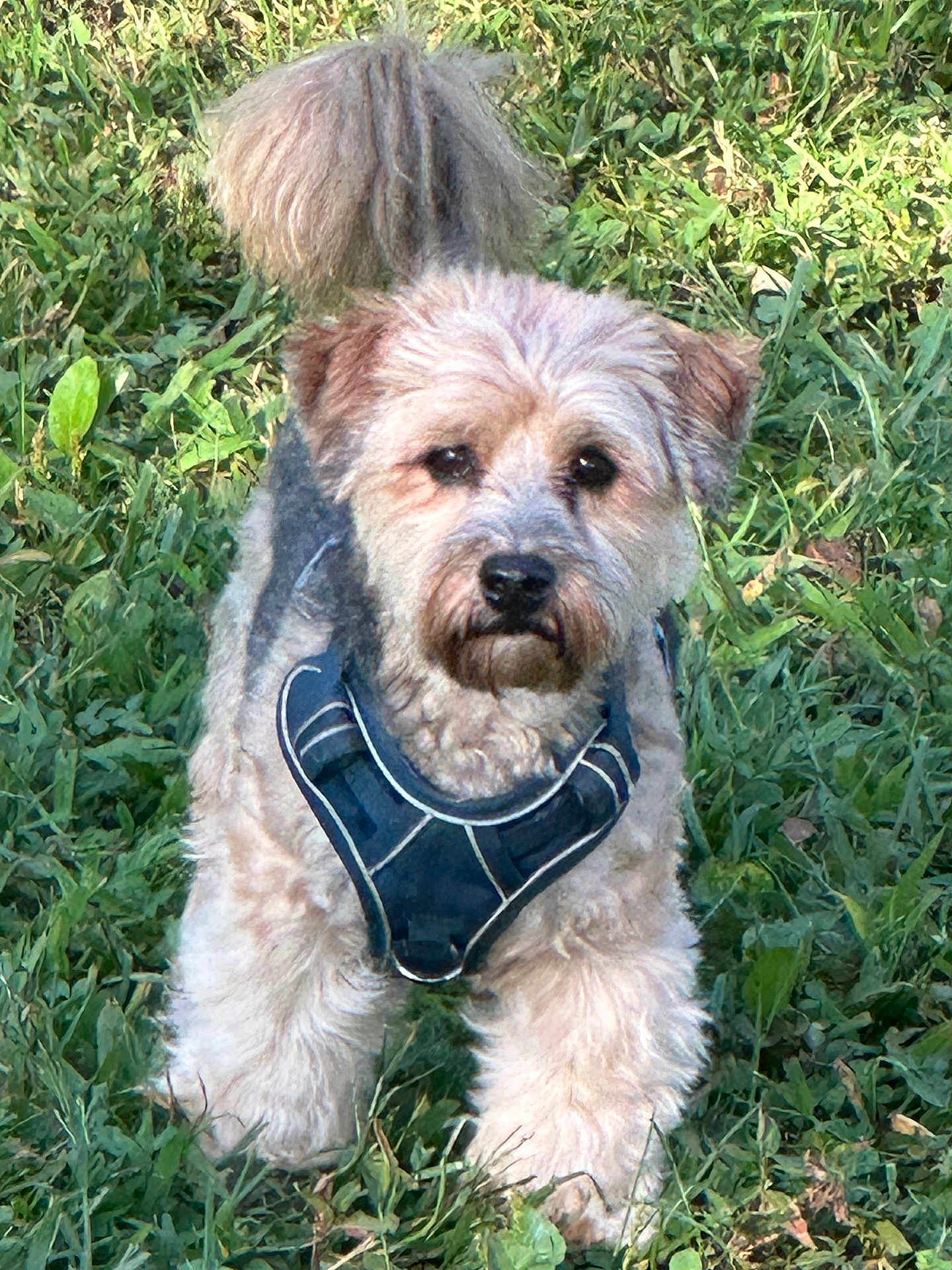 Harley joined the competition — help win amazing prizes! dog, animal, pet, grass, outdoor, canine, fur, tail, harness, nature, cute, mammal, walking, field, friendly, alert, summer, playful, companion, adorable
