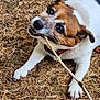 dog, playing, stick, grass, outdoor, pet, animal, canine, brown, white, collar, paw, teeth, chewing, nature, closeup, cute, happy, fur, snout