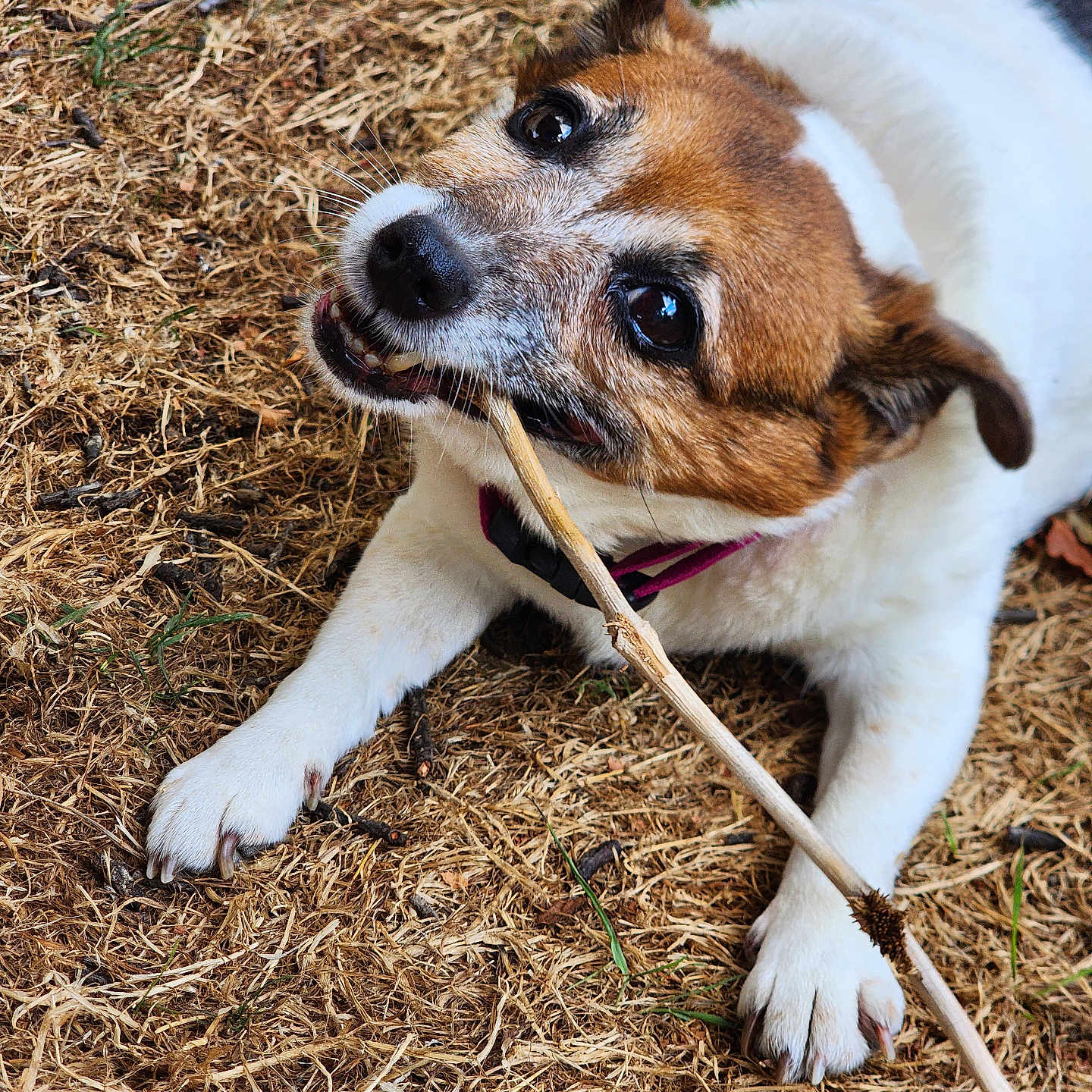 Caline a rejoint le concours — aidez-le/la à gagner de superbes lots ! animal, brown, canine, chewing, closeup, collar, cute, dog, fur, grass, happy, nature, outdoor, paw, pet, playing, snout, stick, teeth, white