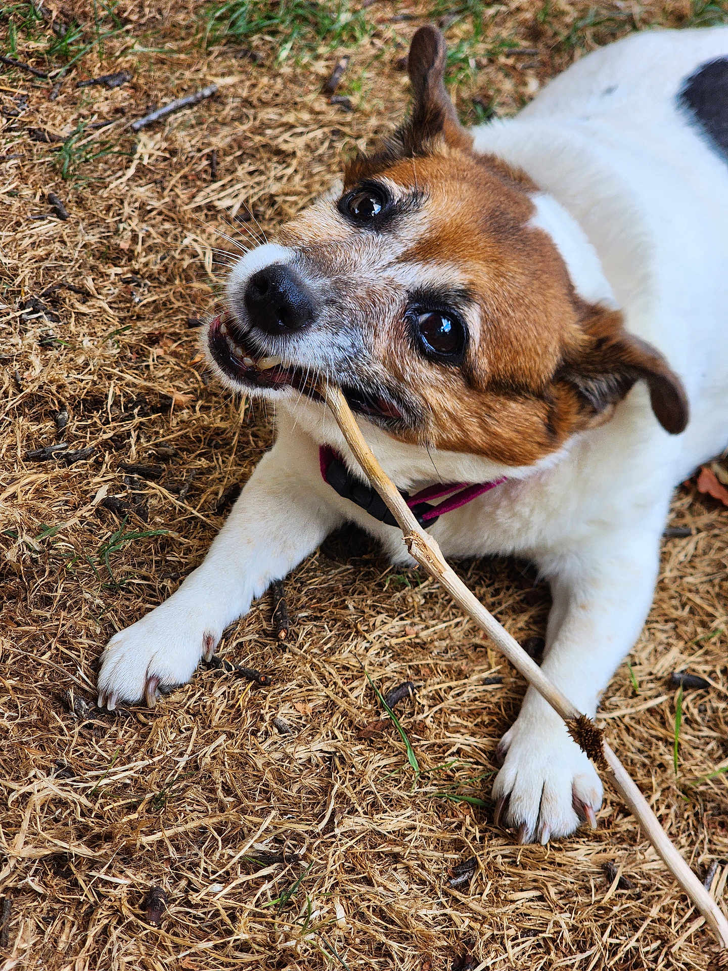 Caline a rejoint le concours — aidez-le/la à gagner de superbes lots ! dog, playing, stick, grass, outdoor, pet, animal, canine, brown, white, collar, paw, teeth, chewing, nature, closeup, cute, happy, fur, snout