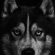 Loki a rejoint le concours — aidez-le/la à gagner de superbes lots ! husky, dog, close_up, black_and_white, portrait, animal, fur, ears, eyes, snout, canine, pet, muzzle, whiskers, face, wildlife, intense_gaze, monochrome, texture, nature