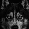 animal, black_and_white, canine, close_up, dog, ears, eyes, face, fur, husky, intense_gaze, monochrome, muzzle, nature, pet, portrait, snout, texture, whiskers, wildlife