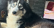 Loki a rejoint le concours — aidez-le/la à gagner de superbes lots ! dog, husky, siberian_husky, canine, pet, animal, fluffy, blue_eyes, black_and_white, long_hair, lying_down, relaxed, indoors, living_room, blanket, brick_wall, television, portrait, close_up, alert