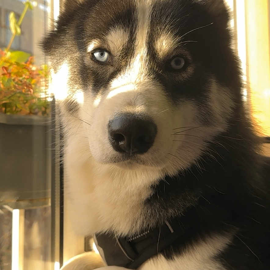 Loki