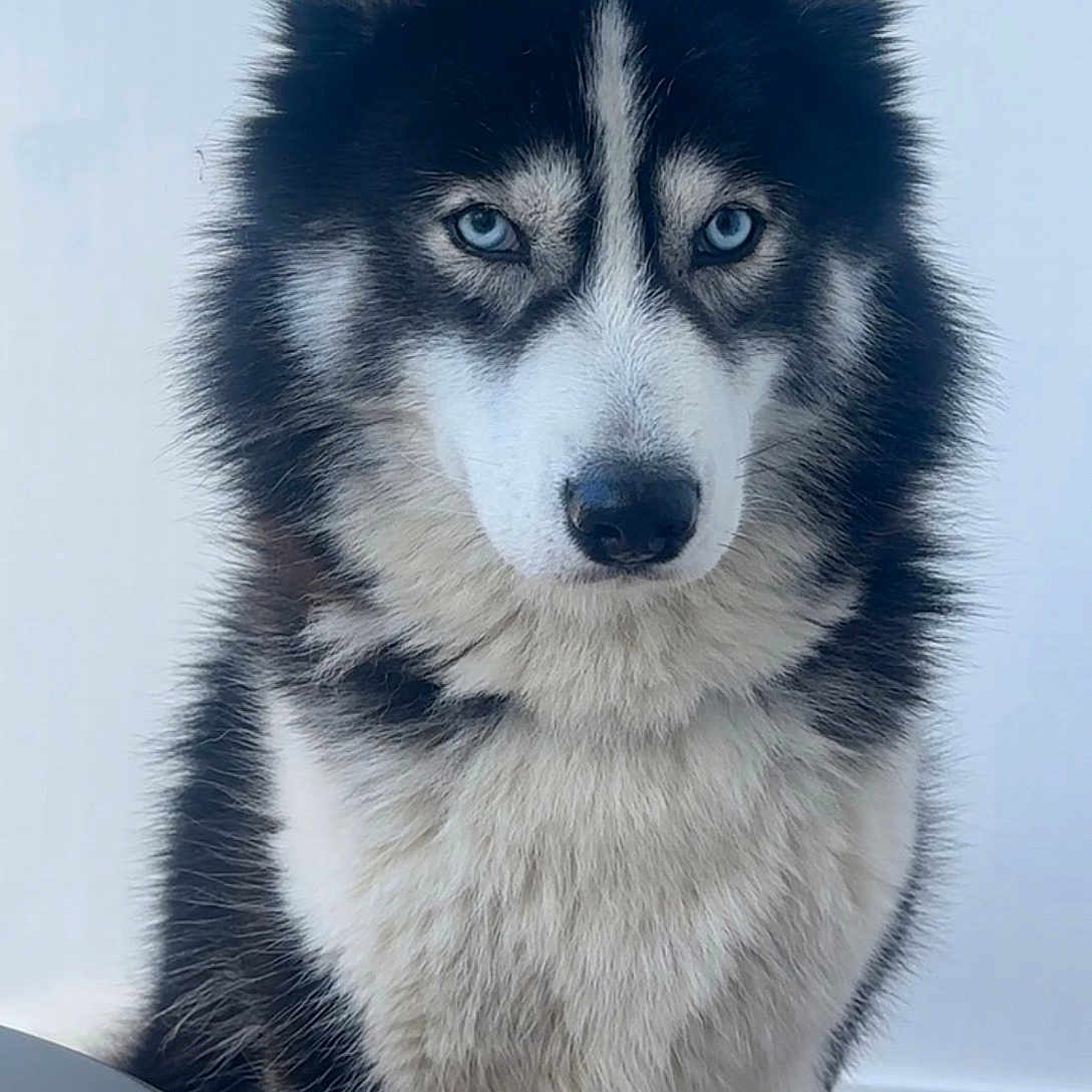 Loki
