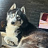Loki participe au concours pour gagner de l'argent avec cette photo : dog, husky, siberian_husky, blue_eyes, fluffy, fur, black_and_white, lying_down, relaxed, indoors, sofa, couch, living_room, brick_wall, television, portrait, pet, canine, close_up, dramatic_stare