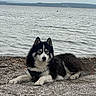 Loki participe au concours pour gagner de l'argent avec cette photo : dog, siberian_husky, black_and_white, lake, lakeshore, water, shoreline, pebbles, outdoors, landscape, mountains, hills, cloudy_sky, lying_down, resting, collar, fluffy_fur, pointed_ears, blue_eyes, animal_portrait