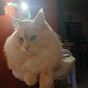 Didier Julita participe au concours pour gagner de l'argent avec cette photo : cat, fluffy, indoor, furniture, lamp, ironing_board, pet, animal, fur, relaxed, domestic, light, shadow, orange_wall, cozy, portrait, household, cute, calm, sitting