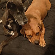 Hulk joined the competition — help win amazing prizes! dog, black_dog, brown_dog, resting, lying_down, blanket, indoor, pet, animal, companion, sleepy, cozy, furry, canine, friendship, relaxed, cute, two_dogs, domestic, closeup