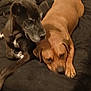 dog, black_dog, brown_dog, resting, lying_down, blanket, indoor, pet, animal, companion, sleepy, cozy, furry, canine, friendship, relaxed, cute, two_dogs, domestic, closeup