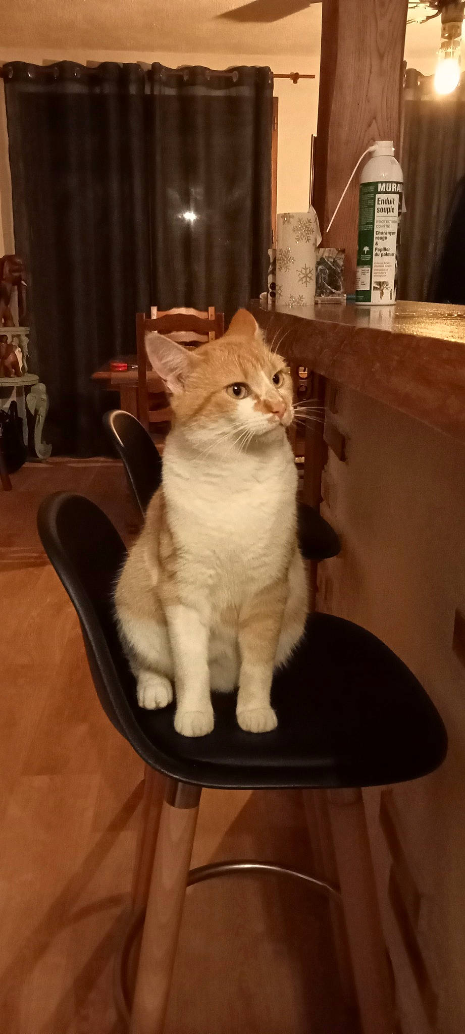 Salto a rejoint le concours — aidez-le/la à gagner de superbes lots ! carnivore, cat, cat_furniture, cat_supply, chair, curtain, domestic_short_haired_cat, fawn, felidae, flooring, fur, hardwood, paw, plant, small_to_medium_sized_cats, snout, tail, whiskers, window, wood