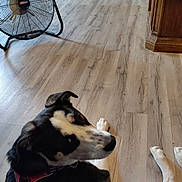 Abbey Road is registered to the contest to win money with this photo: dog, indoor, wooden_floor, furniture, fan, pet, harness, black_and_white, relaxed, canine, home_interior, flooring, looking_back, domestic_animal, companion, household, resting, animal, curious, casual