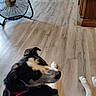dog, indoor, wooden_floor, furniture, fan, pet, harness, black_and_white, relaxed, canine, home_interior, flooring, looking_back, domestic_animal, companion, household, resting, animal, curious, casual
