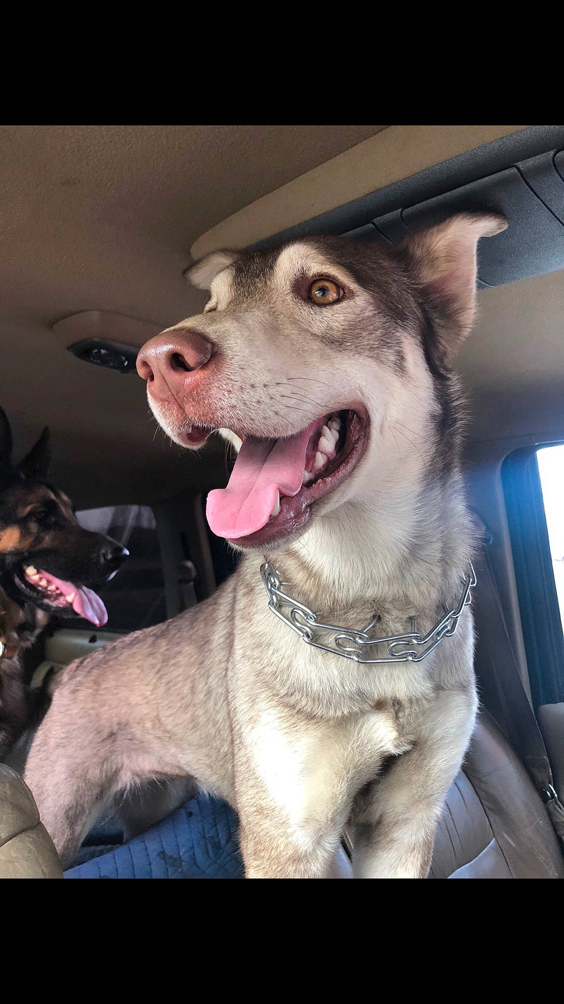 Kaiaa is registered to the contest to win money with this photo: canidae, carnivore, collar, companion_dog, dog, dog_breed, dog_collar, fang, fashion_accessory, fawn, fur, guard_dog, jaw, leash, sled_dog, snout, sporting_group, whiskers, window, working_animal