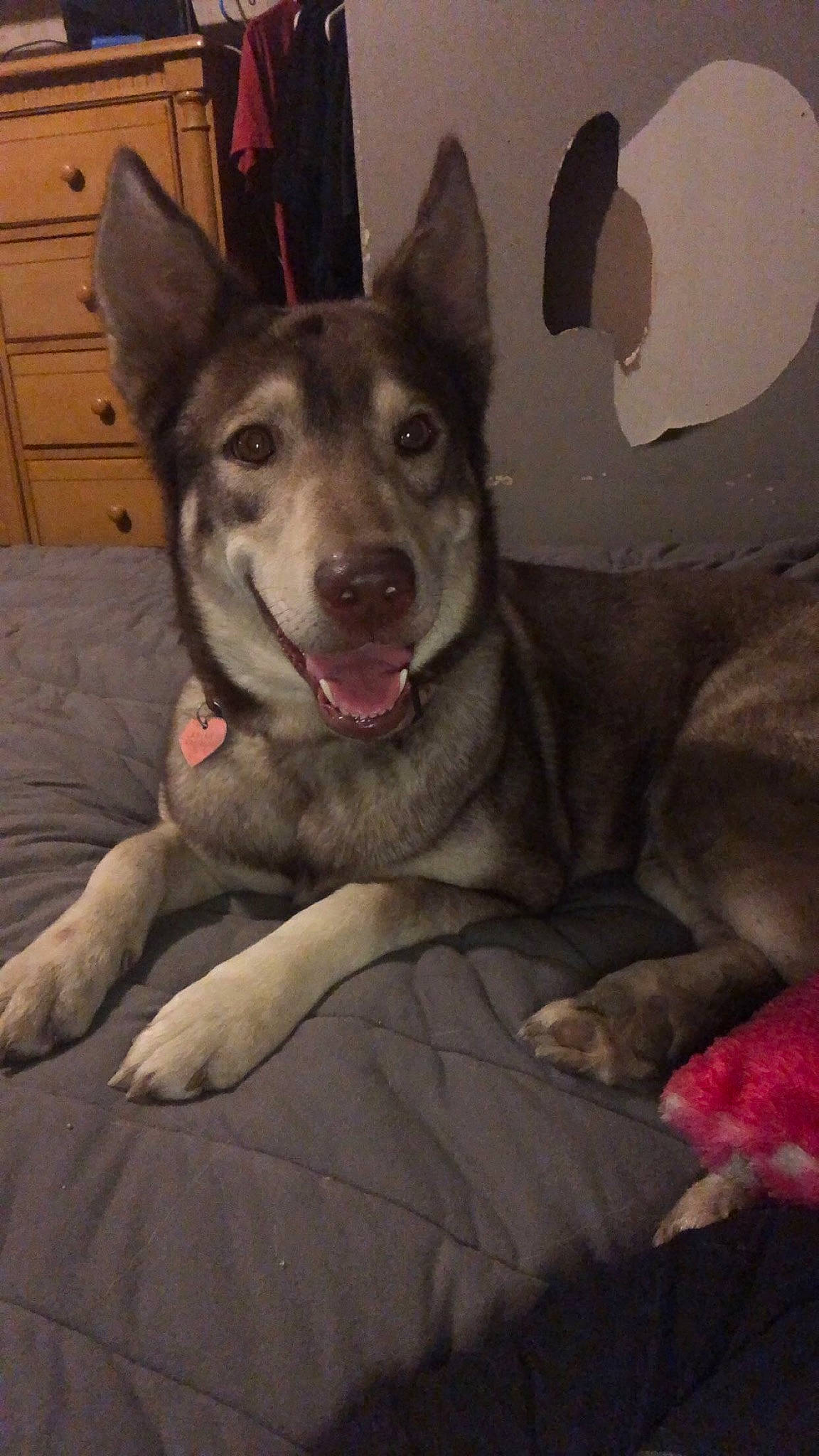 Kaiaa is registered to the contest to win money with this photo: cabinetry, canidae, canis, carnivore, chest_of_drawers, comfort, companion_dog, dog, dog_breed, drawer, fawn, fur, grey, herding_dog, jaw, picture_frame, snout, sporting_group, whiskers, wood