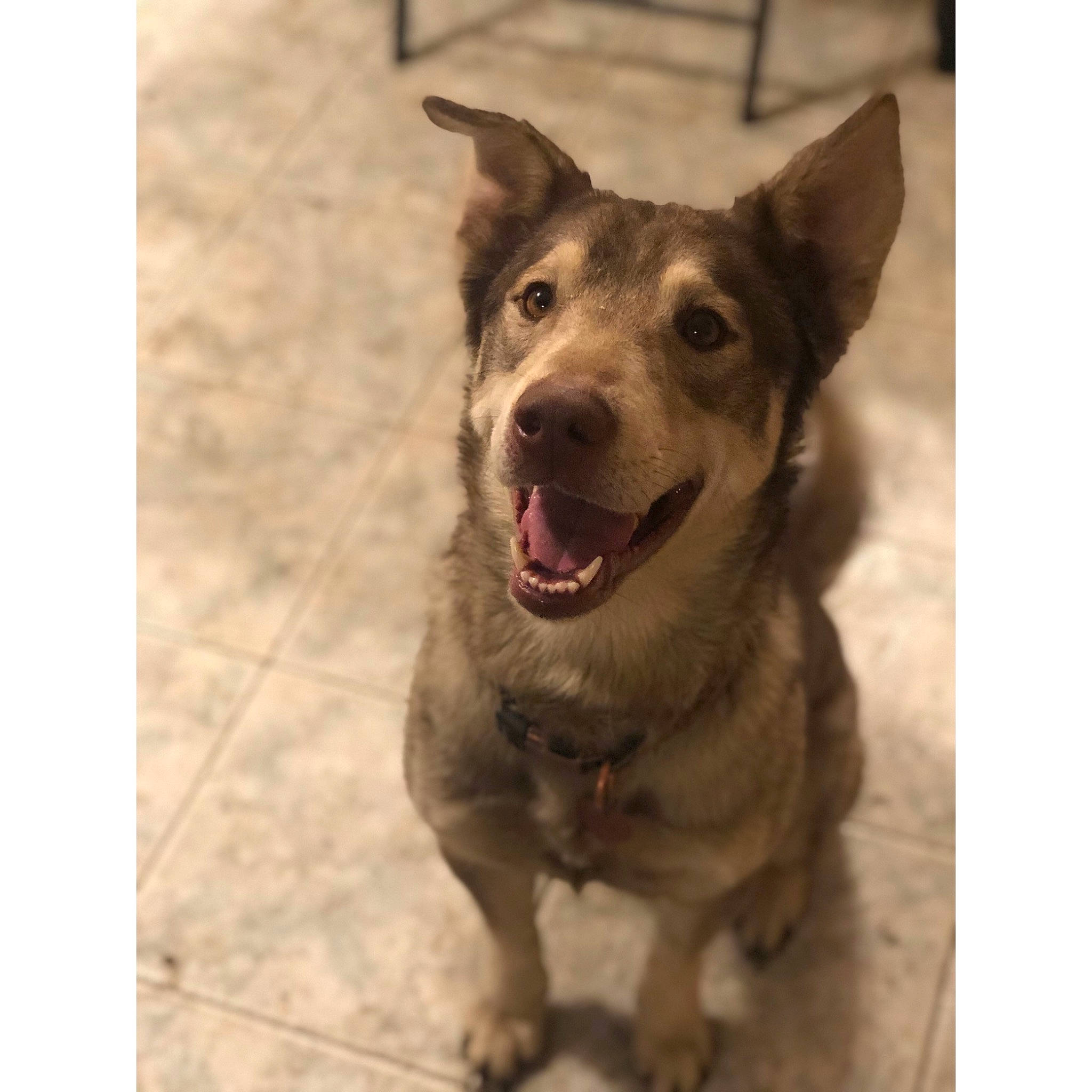 Kaiaa is registered to the contest to win money with this photo: carnivore, collar, companion_dog, dog, dog_breed, dog_collar, eye, fang, fawn, fur, happy, herding_dog, jaw, leash, liver, paw, sporting_group, street_dog, whiskers, working_animal