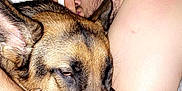 Bella is registered to the contest to win money with this photo: person, dog, german_shepherd, bed, pillow, cuddle, sleeping, resting, closeup, indoor, blanket, arm, fur, ear, nose, face, hair, skin, comfort, relaxation