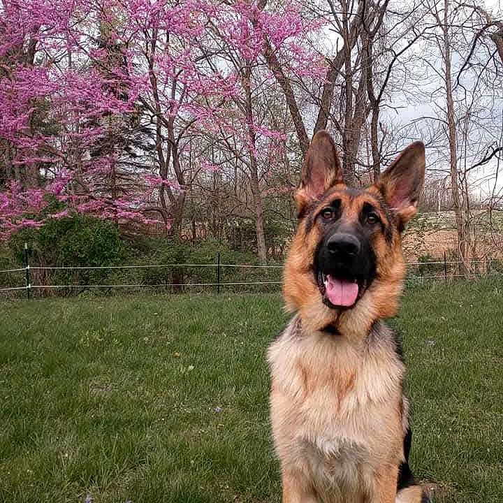 Bella is registered to the contest to win money with this photo: animal, background, canine, dog, ears, field, fur, german_shepherd, grass, greenery, happy, nature, outdoor, pet, pink_flowers, portrait, sitting, spring, tongue, tree