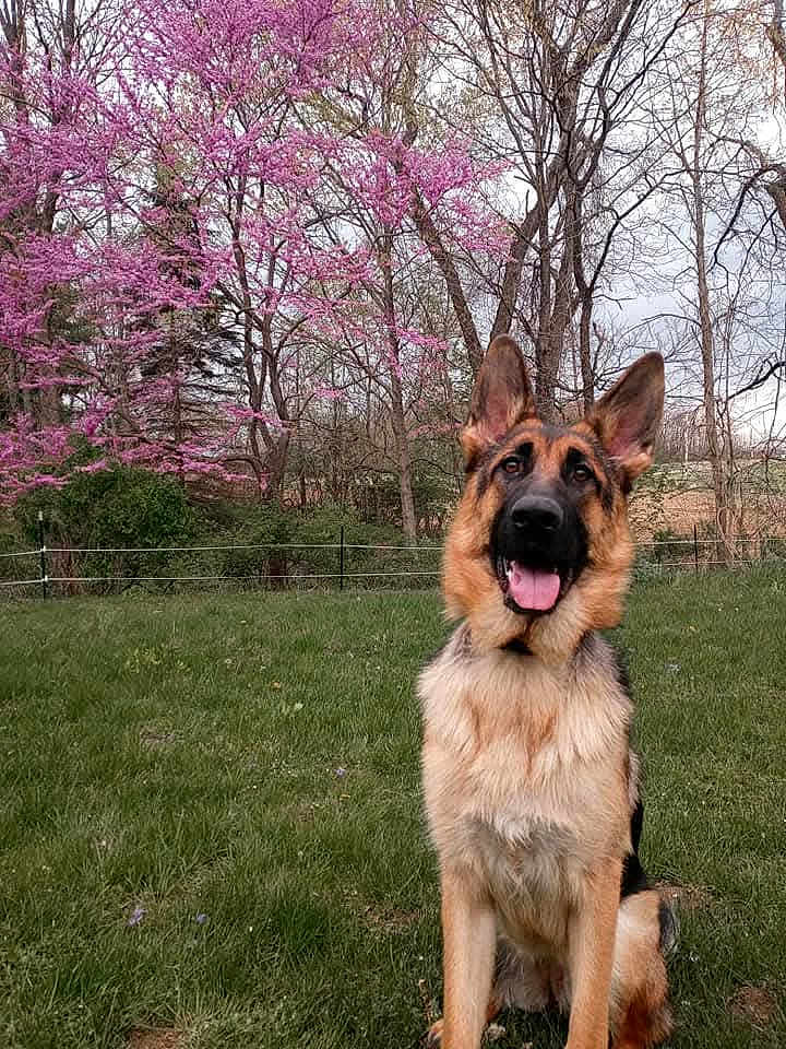 Bella is registered to the contest to win money with this photo: german_shepherd, dog, grass, tree, pink_flowers, spring, outdoor, pet, canine, animal, nature, sitting, fur, ears, tongue, happy, portrait, greenery, field, background