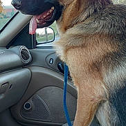 Bella joined the competition — help win amazing prizes! dog, german_shepherd, car, leash, pet, animal, canine, inside, window, seat, tongue_out, side_view, fur, ears, happy, domestic_animal, transportation, vehicle_interior, companion, alert