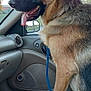 alert, animal, canine, car, companion, dog, domestic_animal, ears, fur, german_shepherd, happy, inside, leash, pet, seat, side_view, tongue_out, transportation, vehicle_interior, window