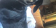 Diesel is registered to the contest to win money with this photo: dog, black_dog, tan_markings, happy, smiling, indoor, couch, blanket, fur, pet, animal, tail, ears, nose, mouth, eyes, relaxed, furniture, home, living_room