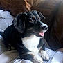 Diesel is registered to the contest to win money with this photo: dog, black_dog, white_fur, pet, indoor, couch, blanket, happy, smiling, fur, ears, nose, tongue, paw, window_light, leather_couch, resting, domestic_animal, companion, cozy