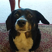 Diesel is registered to the contest to win money with this photo: dog, black, white, pet, indoor, carpet, table, fur, living_room, couch, curious, animal, mammal, ears, nose, eyes, sitting, home, furniture, floor