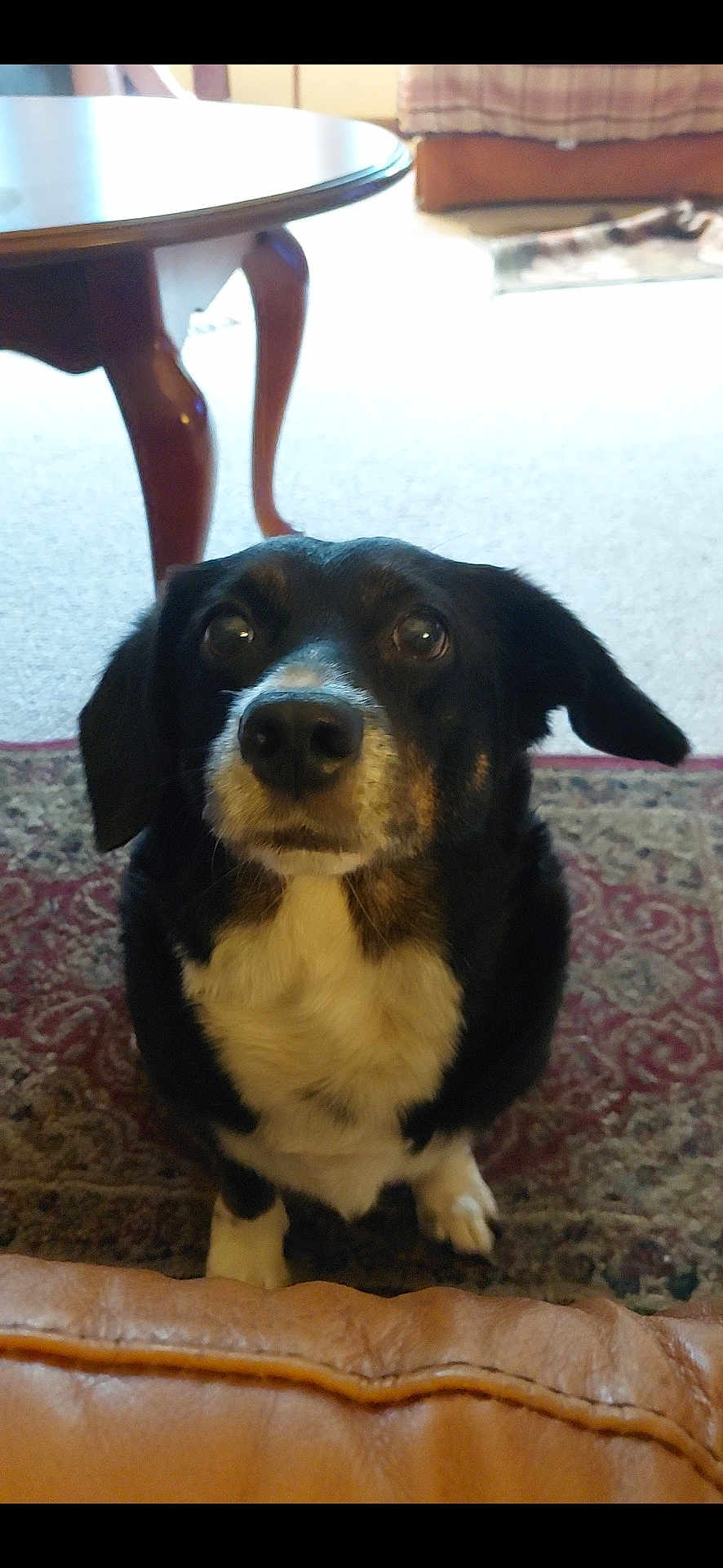 Diesel is registered to the contest to win money with this photo: dog, black, white, pet, indoor, carpet, table, fur, living_room, couch, curious, animal, mammal, ears, nose, eyes, sitting, home, furniture, floor