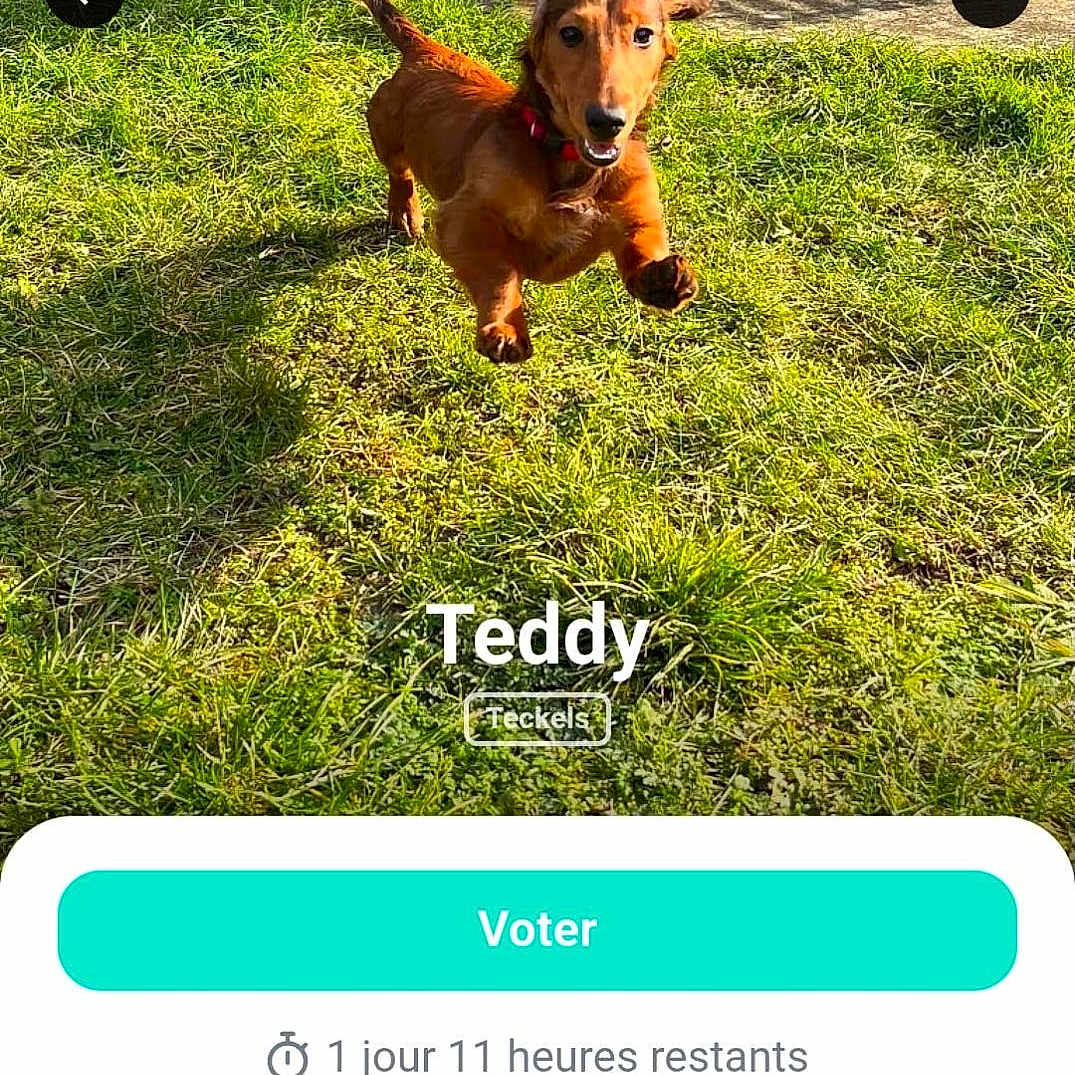 Teddy