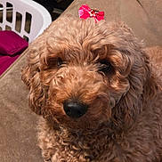 Bella is registered to the contest to win money with this photo: animal, beige, bow, brown, closeup, companion, couch, curly_fur, cute, dog, domestic, face, fluffy, fur, indoor, nose, paw, pet, portrait, relaxed