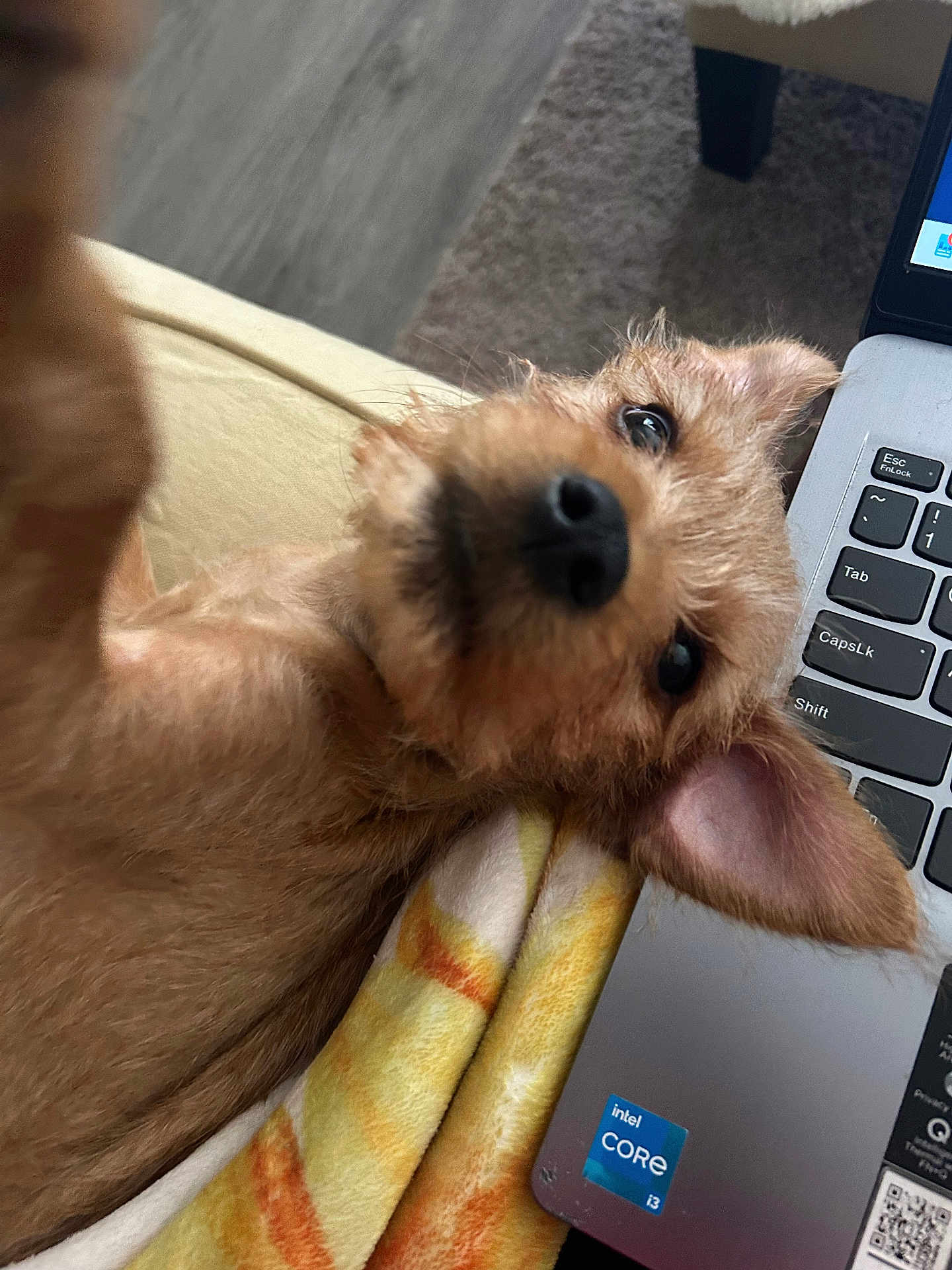 Maximillian joined the competition — help win amazing prizes! dog, puppy, laptop, blanket, ear, fur, pet, indoor, technology, curious, closeup, brown, snout, home, computer, cozy, resting, cute, animal, soft
