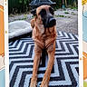 Varka participe au concours pour gagner de l'argent avec cette photo : dog, belgian_malinois, large_dog, brown_dog, black_mask, standing, front_legs, paws, outdoor, backyard, garden, grill, rug, geometric_pattern, portrait, pet_photography, animal, alert, short_fur, colorful_background