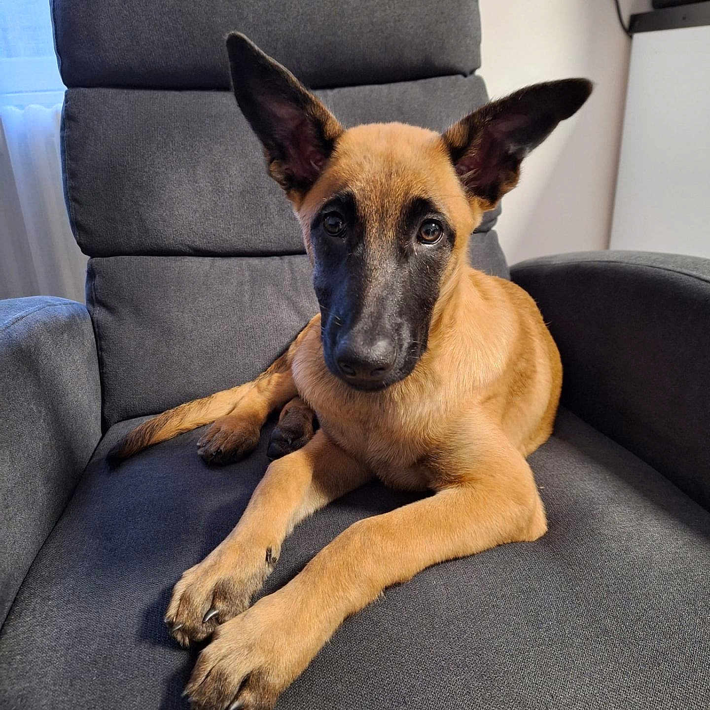 Varka a rejoint le concours — aidez-le/la à gagner de superbes lots ! dog, belgian_malinois, pet, animal, portrait, pointy_ears, tan_coat, black_mask, sitting, lying_down, indoors, armchair, furniture, living_room, home, camera_facing, alert, cute, front_legs, relaxed