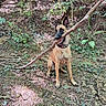 dog, belgian_malinois, canine, sitting, forest, woodland, nature, outdoors, animal, pet, alert, ears, black_mask, tan_coat, collar, stick, branch, foliage, trees, ground