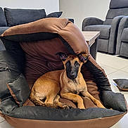 Varka participe au concours pour gagner de l'argent avec cette photo : dog, puppy, belgian_malinois, pet, animal, sitting, lying_down, alert, brown_fur, black_mask, pointed_ears, face, eyes, indoors, living_room, pet_bed, cushions, sofa, armchair, tile_floor