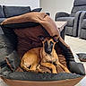 dog, puppy, belgian_malinois, pet, animal, sitting, lying_down, alert, brown_fur, black_mask, pointed_ears, face, eyes, indoors, living_room, pet_bed, cushions, sofa, armchair, tile_floor