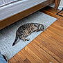 animal, bed_frame, carpet, cat, cozy, curious, cute, domestic, feline, floor, home, indoor, lying_down, pet, relaxed, resting, rug, striped, tabby_cat, wooden_floor