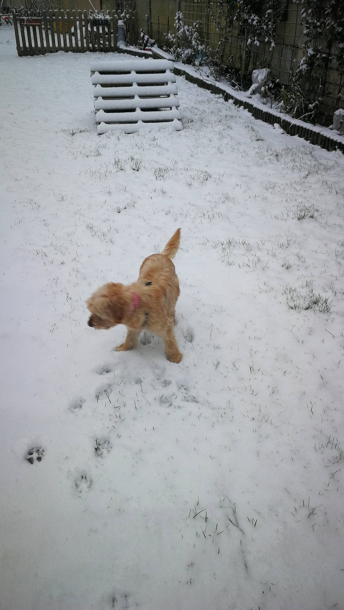 Yüna participe au concours pour gagner de l'argent avec cette photo : canidae, carnivore, companion_dog, dog, dog_breed, fawn, freezing, fur, grass, landscape, mammal, non_sporting_group, plant, precipitation, snout, snow, sporting_group, tail, toy, winter