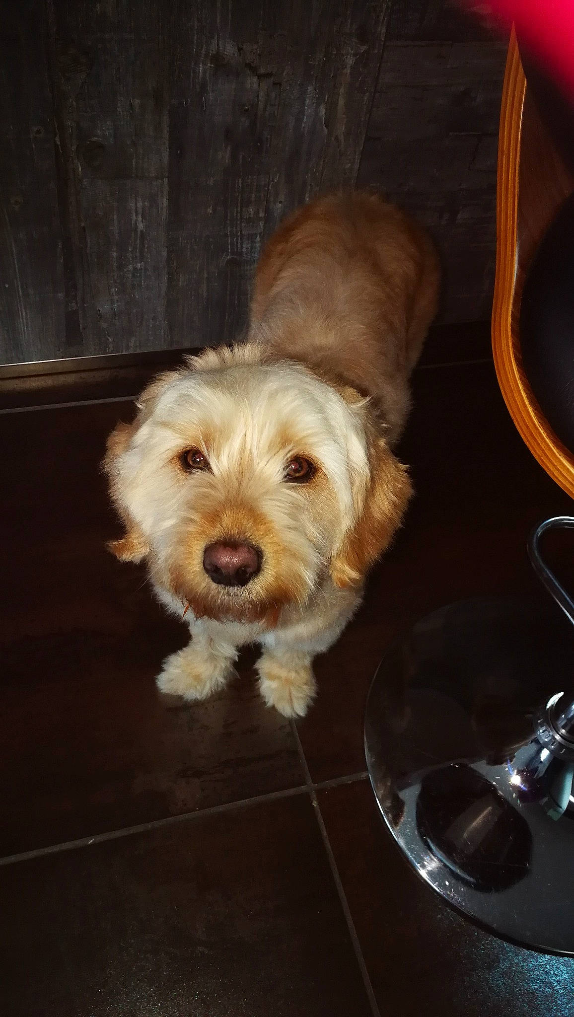 Yüna participe au concours pour gagner de l'argent avec cette photo : canidae, carnivore, chair, companion_dog, dog, dog_breed, flooring, fur, hardwood, maltepoo, non_sporting_group, small_terrier, snout, sporting_group, terrier, toy_dog, wood, working_animal