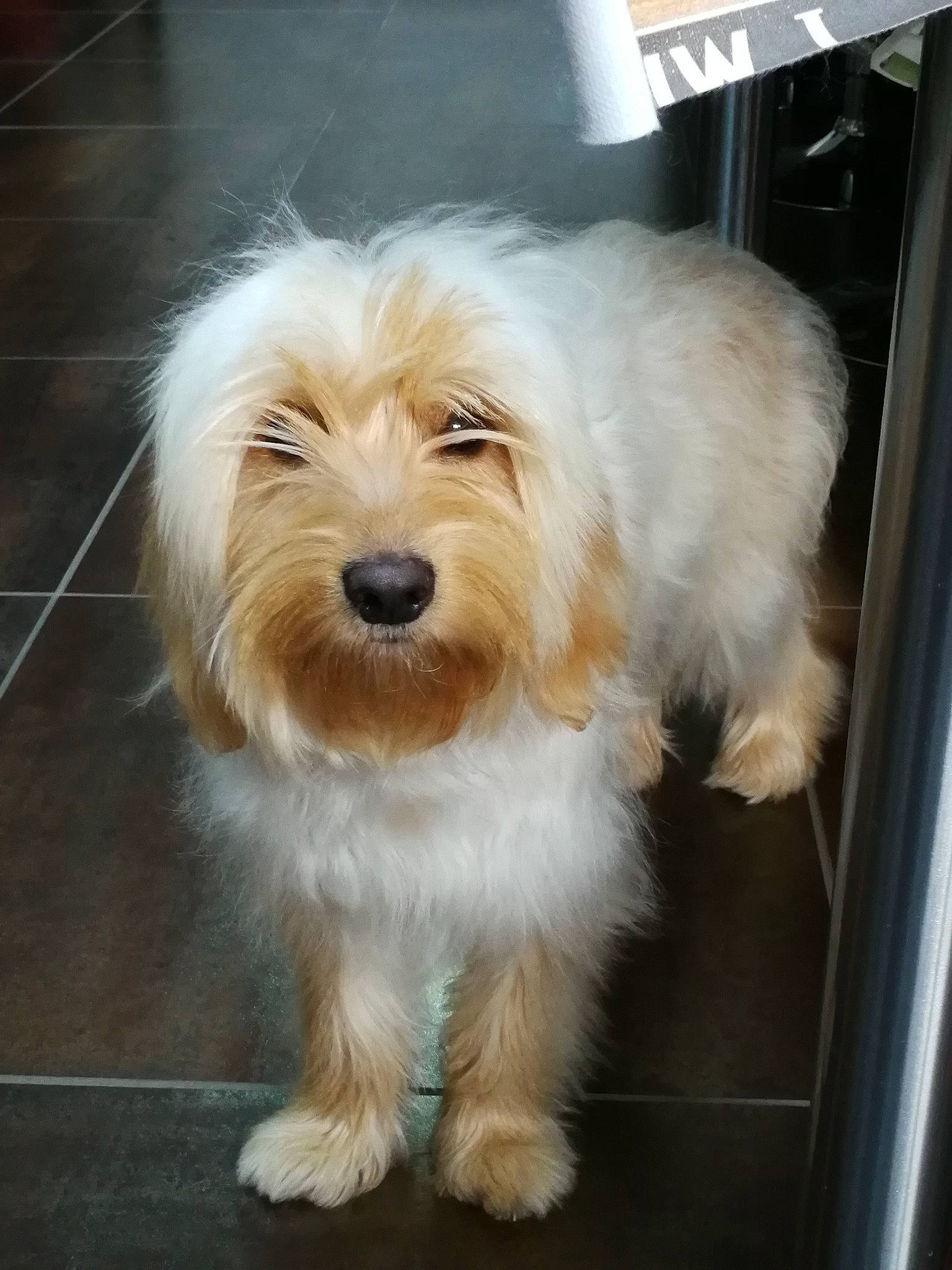 Yüna a rejoint le concours — aidez-le/la à gagner de superbes lots ! biewer_terrier, canidae, carnivore, companion_dog, dog, dog_breed, flooring, fur, non_sporting_group, puppy, puppy_love, shih_poo, small_terrier, sporting_group, terrier, toy_dog, water_dog, working_animal, yorkipoo