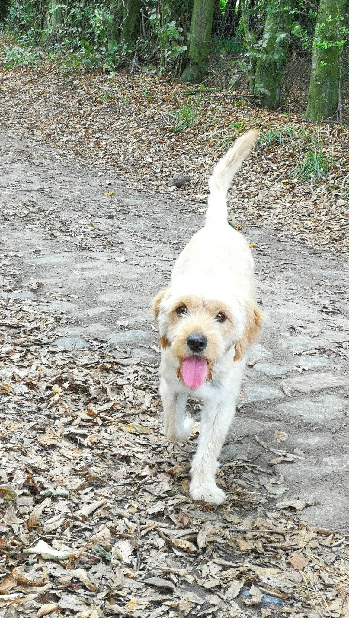 Yüna a rejoint le concours — aidez-le/la à gagner de superbes lots ! canidae, carnivore, companion_dog, dog, dog_breed, dog_collar, dog_supply, dog_walking, labradoodle, leash, maltepoo, pet_supply, plant, small_terrier, snout, sporting_group, tail, terrier, toy_dog, working_animal