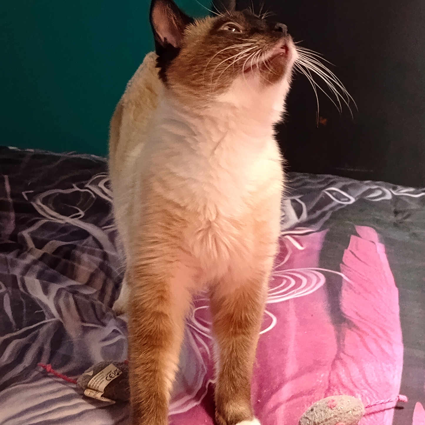 Little Bit is registered to the contest to win money with this photo: cat, siamese_cat, bed, toy_mouse, pet, feline, whiskers, curious, indoor, fur, paws, playful, animal, mammal, bedspread, colorful, looking_up, domestic_cat, cute, household