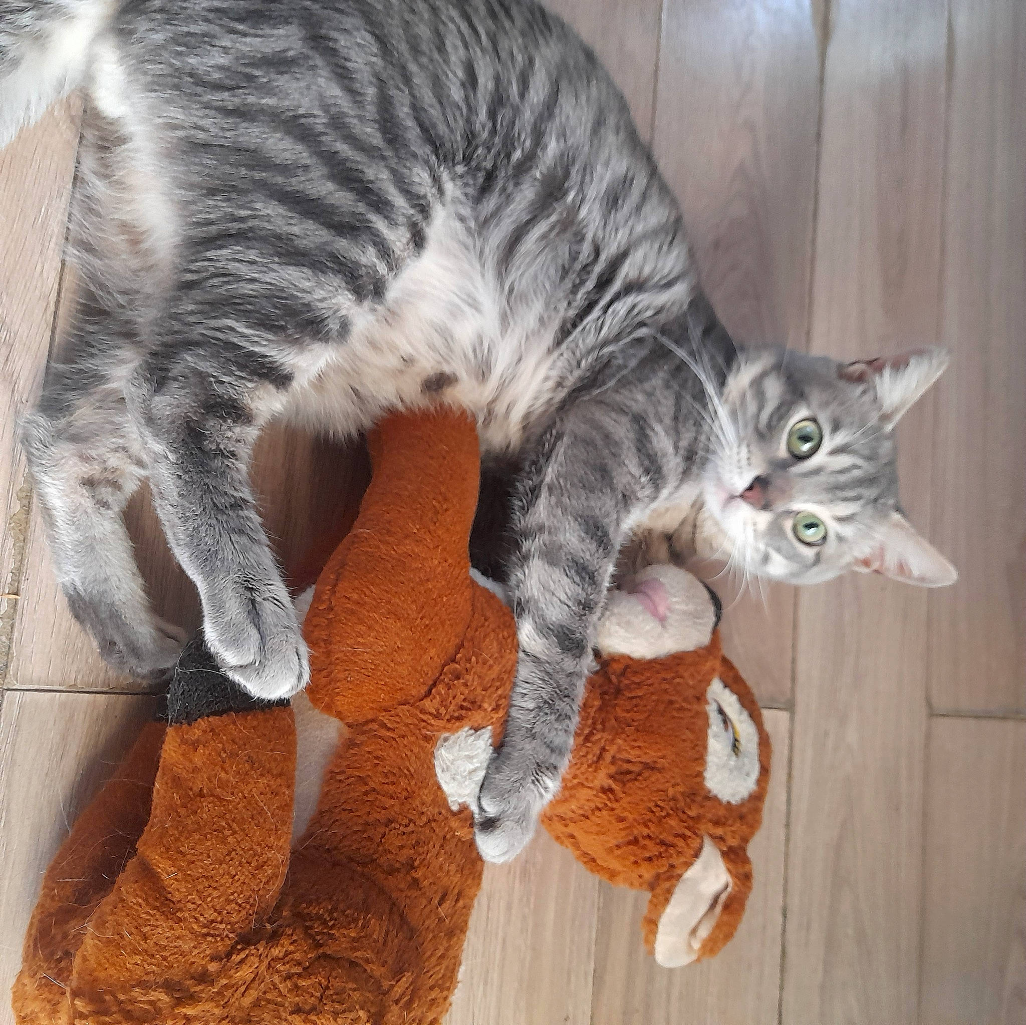 Simba