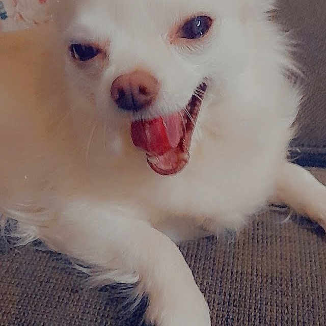 Loca